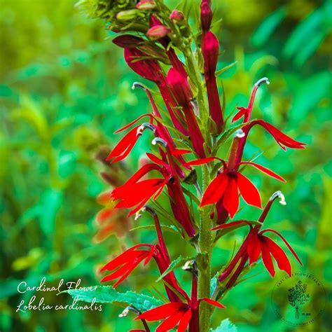 Cardinal Flower Colorado at Erin Wright blog