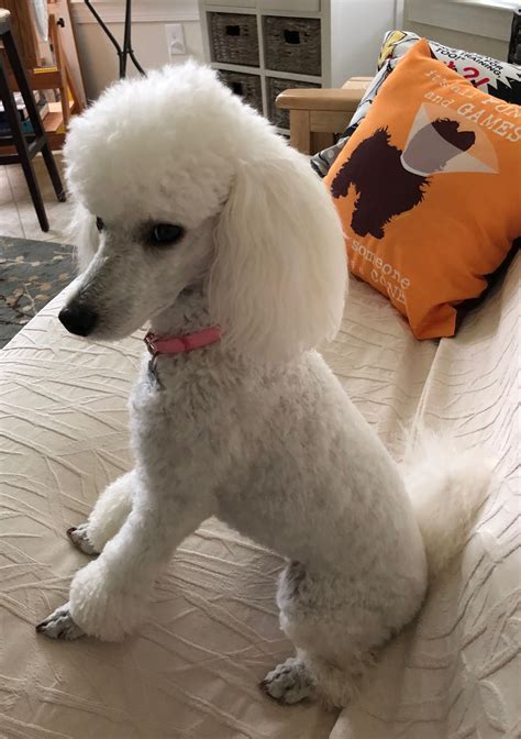 Sitting Beauty! Jolie June 3, 2018 | Toy poodle, Poodle puppy standard ...