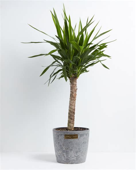 Yucca Cane Plant For Sale Including Large Full Grown Options