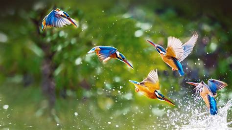 Bird In Flight Wallpapers - Wallpaper Cave