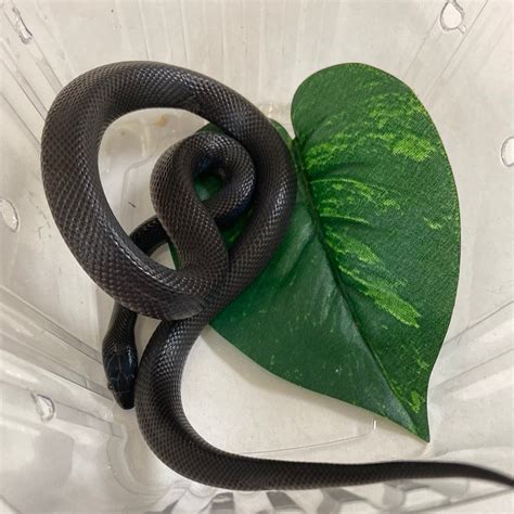 Black African 2022 Female F01 House Snake by BHB Reptiles - MorphMarket