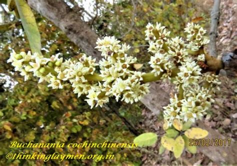 Medicinal Plant Details