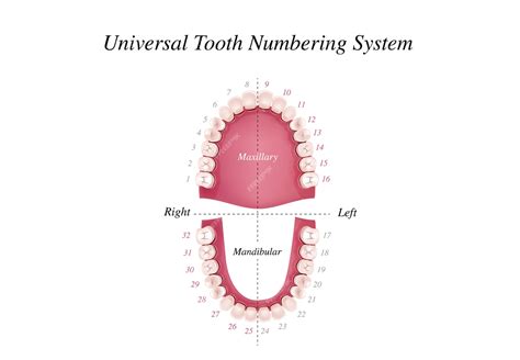 Premium Vector | Adult international tooth numbering chart. Universal ...