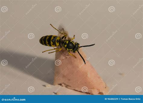 Bees eating meat stock image. Image of meat, flying, eating - 96486329