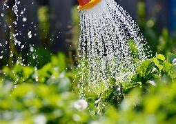 Image result for watered