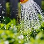 Image result for watered