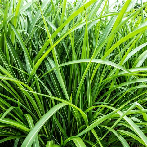 What Does Vetiver Smell Like? The Ultimate Guide | Dapper Confidential