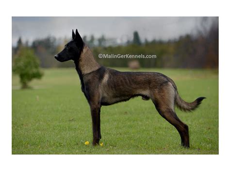 Belgian Malinois Colors Brindle