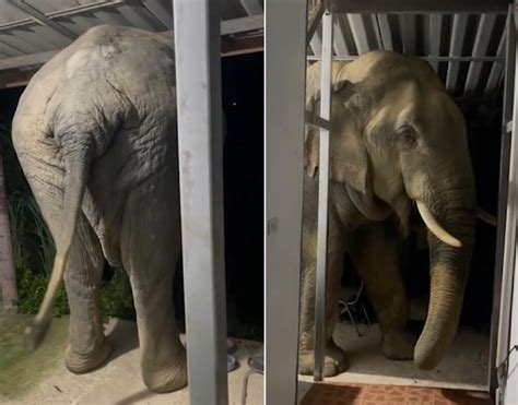 泰国一“惯犯”大象挤进狭窄门廊偷吃猫粮 尾巴快乐摇摆