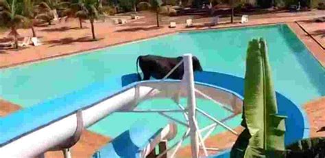 Watch: Cow Escapes Slaughterhouse, Runs To Water Park To Enjoy A Ride