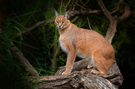 The African Golden Cat (Caracal aurata) in Uganda - Arcadia Safaris