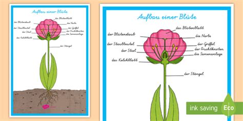 Aufbau einer Blüte Poster für die Klassenraumgestaltung