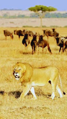 World’s 10 most epic safari adventures