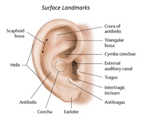 Image result for Contralateral Ear