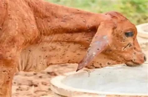 उत्तराखंड में लंपी त्वचा रोग से 341 पशुओं की मौत, पशुपालन मंत्री ने ...