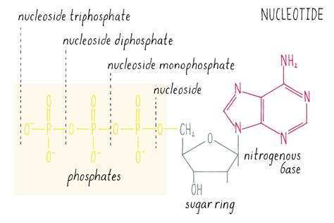 The Structure of DNA | by Ron Vale