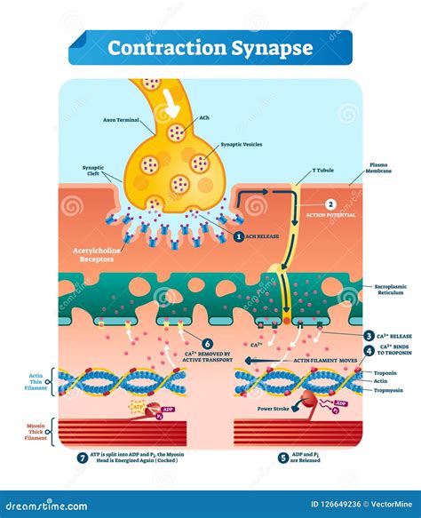 Steps of Muscle Contraction 的图像结果