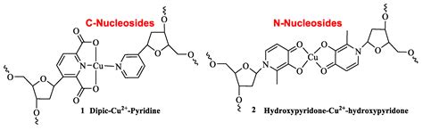 Synthesis and Characterization of Abasic β-Diol-C-Nucleosides[v1 ...