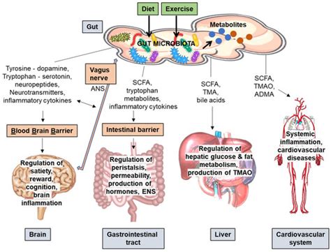 Metabolites | Special Issue : Effect of Exercise, Physical Activity ...
