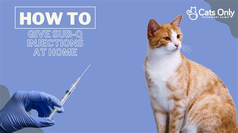 How to Give Subcutaneous Injections to your Cat at Home - Cats Only Veterinary Clinic