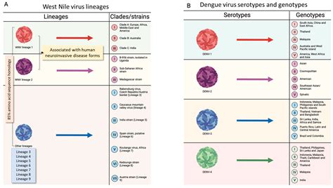 An Update on the Entomology, Virology, Pathogenesis, and Epidemiology ...