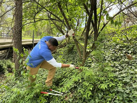 Invasive species removal near Trollheim Bridge/Theodore Roosevelt ...