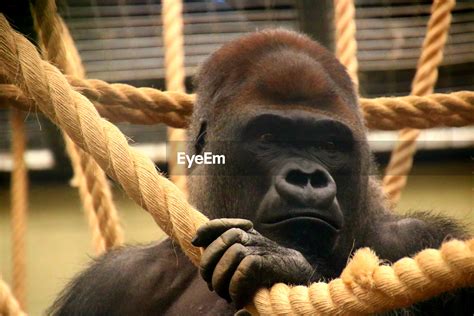 ShishirPatilgorilla