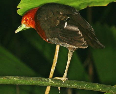 Image result for Catching Amethystine Python's