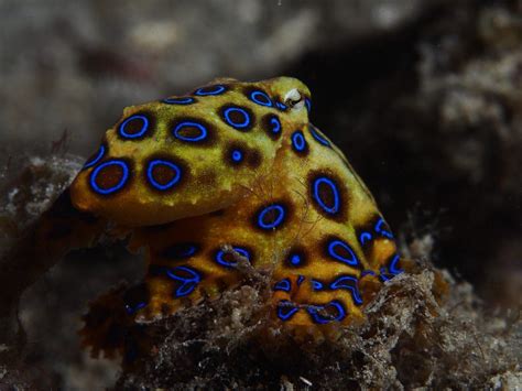 Image result for Blue-Ringed Octopus Appearance
