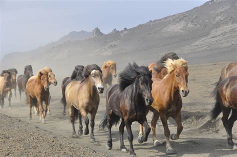 Herd Of Horses Free Stock Photo - Public Domain Pictures