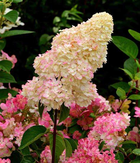 Strawberries And Cream Hydrangea Care at Dwayne Carson blog