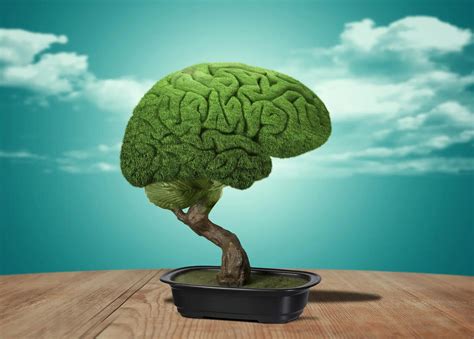 Are plants intelligent? Yes, but not like we are