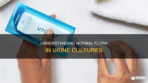Understanding Normal Flora In Urine Cultures | MedShun