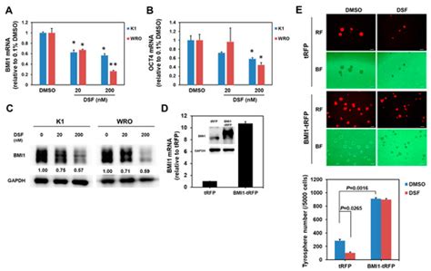 Disulfiram/Copper Suppresses Cancer Stem Cell Activity in ...