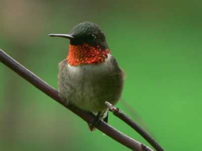 Image result for Hummingbird Tracking Map