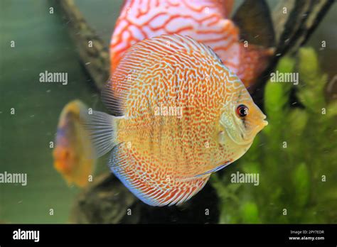 Image result for Large Discus Fish