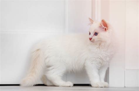 Ragdoll Cat Breed Info: Pictures, Temperament & Traits - Catster