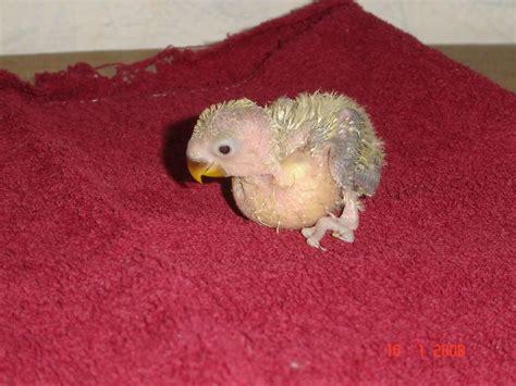 Image result for Elevage Inseparable Conseils