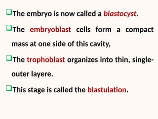 Image result for Second Week of Embryonic Development