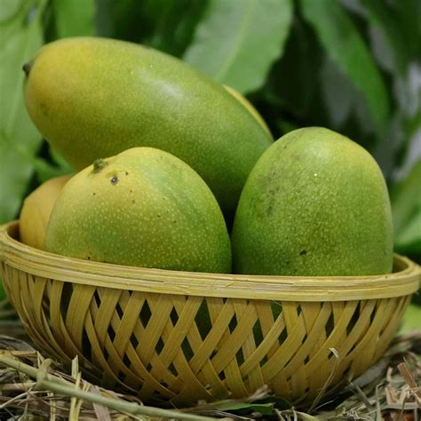 Cheruku Rasalu Mango Live Plant – veliyathgardens