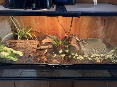 Image result for Ball Python Set Up