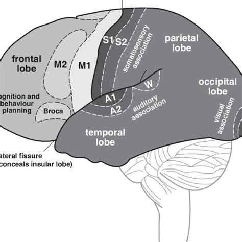 Image result for Neocortex Disorders