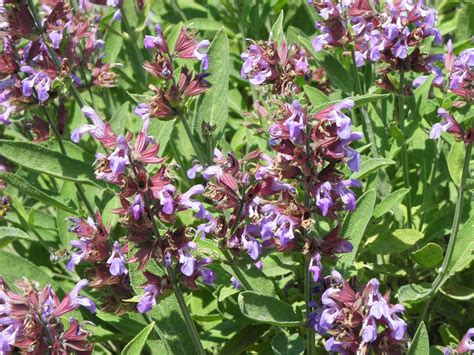 Garden sage - Salvia officinalis | Plants | Kew