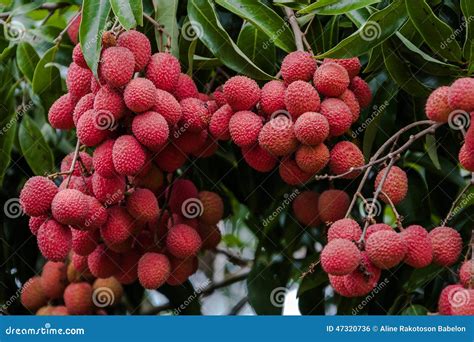 Lychees On Tree Stock Photography | CartoonDealer.com #47320736