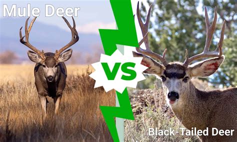 Black White Tailed Deer