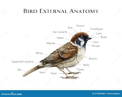 External Bird Anatomy Study Table. Watercolor Illustration. Realistic ...