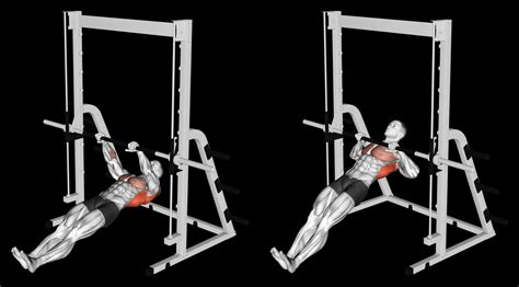 Image result for Inverted Row Which Muscles Worked