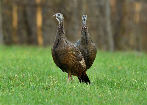 Reproductive Asynchrony Within Social Groups of Female Eastern Wild ...