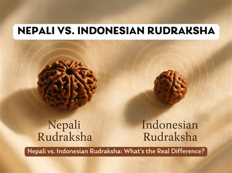 Nepali vs Indonesian Rudraksha: What’s the Real Difference? – Prinjal ...
