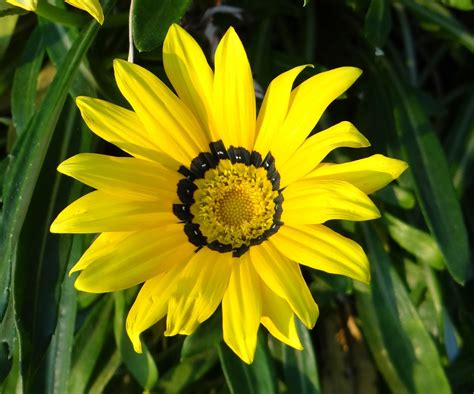 Gazania Rigens Asteraceae - Free photo on Pixabay - Pixabay
